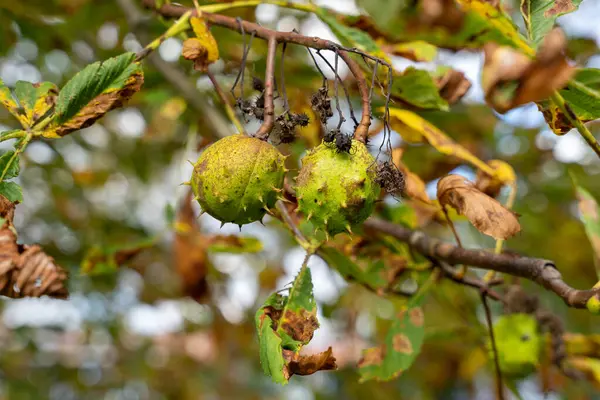 At kestanesi (Aesculus hippocastanum) ağaç dalından sarkan fındık kabuğu