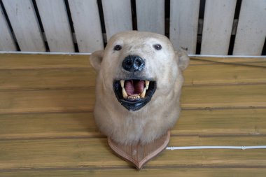 Kutup ayısı (Ursus maritimus) baş tepesi ve ahşap tabanlı ekran