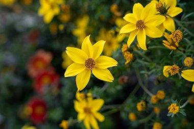 Yellow Charm (Bidens ferulifolia) flowers clipart