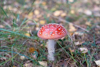 Ormanda güzel kırmızı zehirli sinek mantarı (Amanita muscaria).