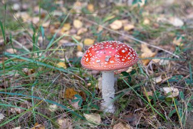 Ormanda güzel kırmızı zehirli sinek mantarı (Amanita muscaria).