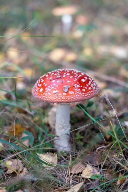 Ormanda güzel kırmızı zehirli sinek mantarı (Amanita muscaria).