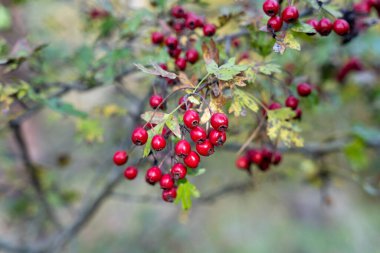 Kızıl Şahin (Crataegus ambigua) üzümleri