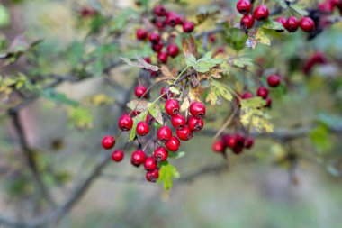 Red hawthorn (Crataegus ambigua) berries clipart