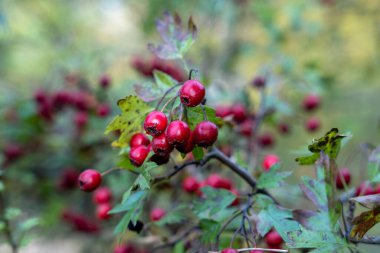 Kızıl Şahin (Crataegus ambigua) üzümleri