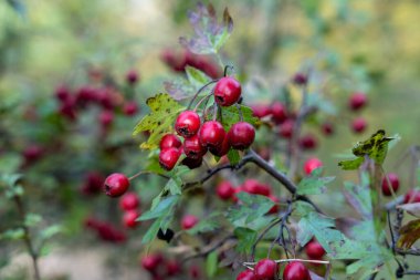 Kızıl Şahin (Crataegus ambigua) üzümleri