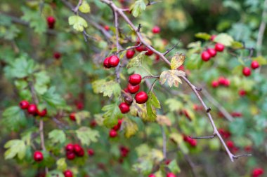 Kızıl Şahin (Crataegus ambigua) üzümleri