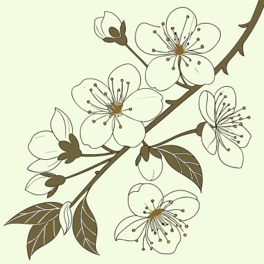 Nazik beyaz çiçekleri ve yumuşak yeşil yaprakları olan sakin ve zarif bir botanik sahnesi oluşturan sakin bir tasarım..