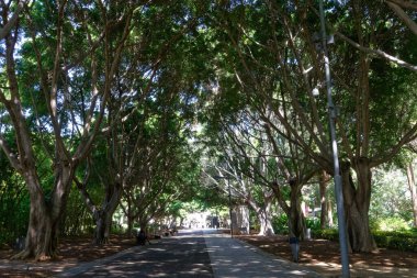 October 2022. Parque Garcia Sanabria in Santa Cruz de Tenerife, Spain