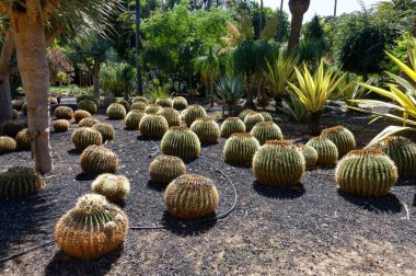 October 2022. Parque Garcia Sanabria in Santa Cruz de Tenerife, Spain