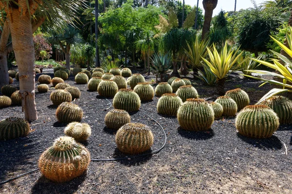 Ekim 2022. Parque Garcia Sanabria, Santa Cruz de Tenerife, İspanya