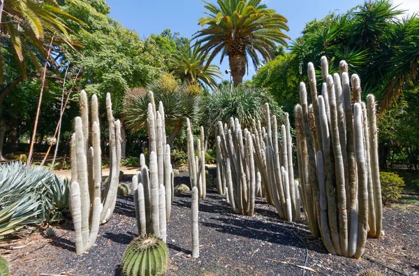 October 2022. Parque Garcia Sanabria in Santa Cruz de Tenerife, Spain
