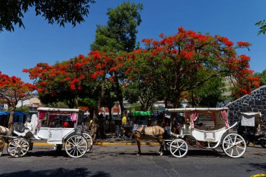 Guadalajara şehri, Meksika. Mayıs 2017. Çiçekler ve at arabası.