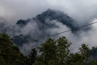 Ekvador bulut ormanında sabahın erken saatlerinde.