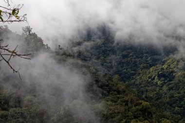 Ekvador bulut ormanında sabahın erken saatlerinde.