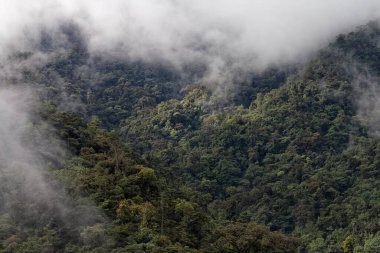 Ekvador bulut ormanında sabahın erken saatlerinde.