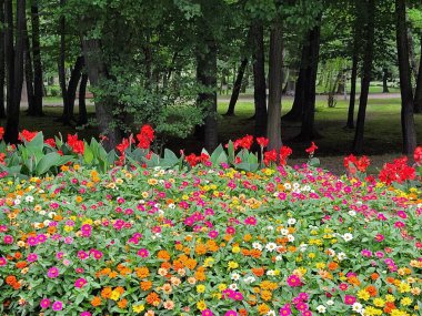 Gelincikli şehir çayırı