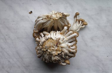 close view of fresh shimeji mushrooms