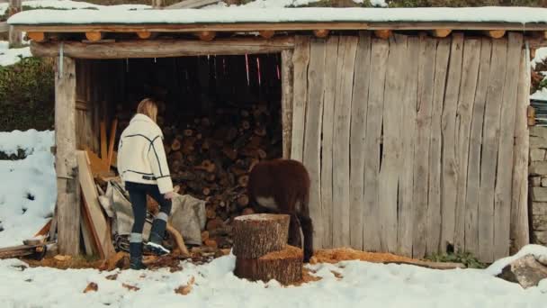 Rustic Winter Scene Preparing Firewood Next Cozy Donkey Snowy Country — стоковое видео