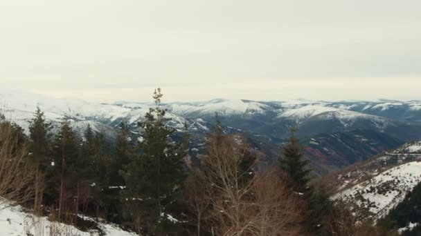 Majestátní Zasněžené Pohoří Výhledem Hustý Jehličnatý Les Srdci Zimy — Stock video