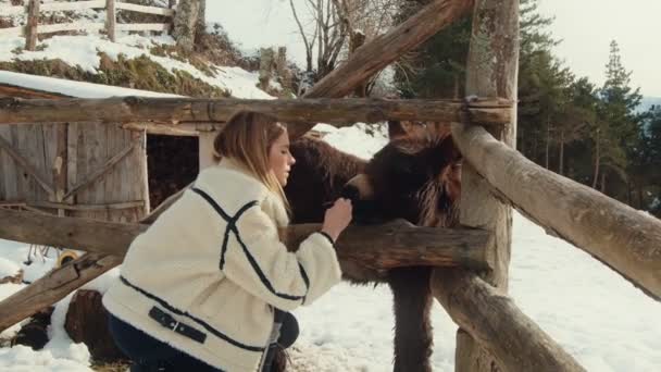爱心互动 年轻女子在雪地的草原上轻抚一头友善的驴子 — 图库视频影像