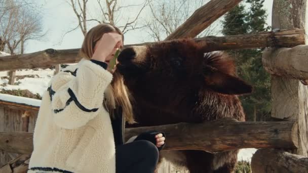 亲密的联系时刻 在雪地的冬季牧场里喂养一头温顺的驴子的女人 — 图库视频影像