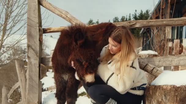 Gentle Embrace Tender Moment Woman Fluffy Donkey Snowy Mountain Setting — Stock Video