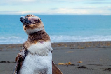 Patagonya penguenine dikkatle bakın ve dikkatli bir şekilde kıyıya odaklan. Metin, zayıf durum ya da tüy değişimi için alan, bilimsel adı Spheniscus magellanicus, ayrıca Magellanic pengueni, Spheniscidae familyası, S. magel türü olarak da bilinir.