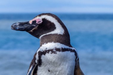 Patagonlu bir penguenin gözlerini kısarak bakışlarına yakından bakmak, odaktan uzak mavi bir deniz üzerinde dinlenme ya da sakinlik ifadesi ile odaklanmak, bilimsel adı Spheniscus magellanicus, diğer adıyla Magellanic pengueni, Spheniscidae familyası, S. ma