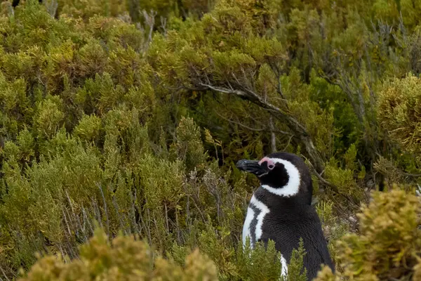 stock image Patagonian penguin alone standing out in nature, nestled in the local vegetation of green, yellow and orange tones, space for text,scientific name Spheniscus magellanicus, also known as Magellanic penguin, family Spheniscidae, species S. magellanicus