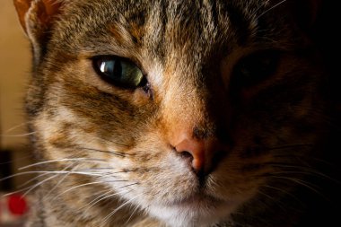 Gözü ve kürkü iyi korunmuş, biri yarı aydınlanmış, diğeri ise gölgede, kameraya ciddi ciddi bakan bir kedinin yüzü.