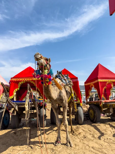 Pushkar Rajasthan Indien November 2022 Dekorerad Färgglad Kamel Vagn Tillsammans — Stockfoto