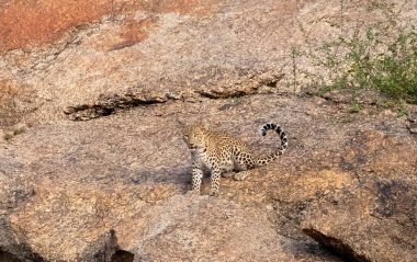 Aravalli tepelerinde Hint leoparı (Panthera pardus).