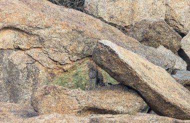 Aravalli tepelerinde Hint leoparı (Panthera pardus).