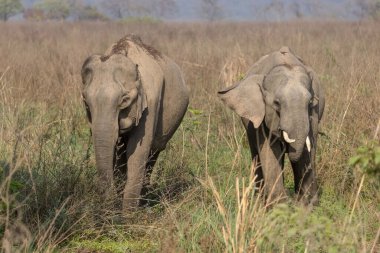 Jim Corbett Ulusal Parkı 'nda küçük yavru fili olan Asyalı fil kadın.