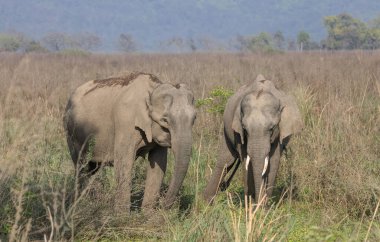 Jim Corbett Ulusal Parkı 'nda küçük yavru fili olan Asyalı fil kadın.
