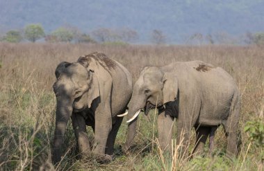 Herd of Asiatic elephants in Jim Corbett National park clipart
