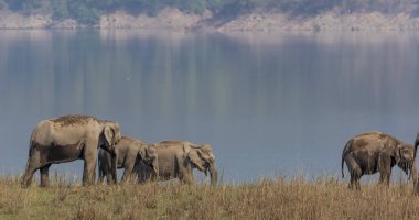 Herd of Asiatic elephants in Jim Corbett National park clipart