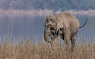 female Elephant in Jim Corbett National park clipart