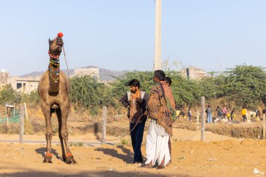 Pushkar, Rajasthan, India - November 2022: Camel at fair ground at Pushkar during fair for trading. 