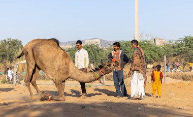 Pushkar, Rajasthan, India - November 2022: Camel at fair ground at Pushkar during fair for trading.  clipart