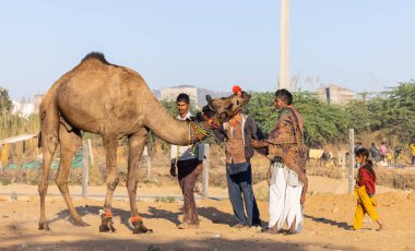 Pushkar, Rajasthan, India - November 2022: Camel at fair ground at Pushkar during fair for trading. 