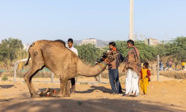 Pushkar, Rajasthan, India - November 2022: Camel at fair ground at Pushkar during fair for trading. 
