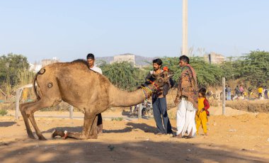 Pushkar, Rajasthan, India - November 2022: Camel at fair ground at Pushkar during fair for trading. 