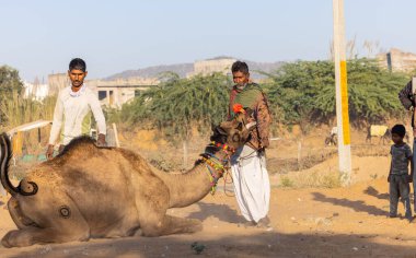 Pushkar, Rajasthan, India - November 2022: Camel at fair ground at Pushkar during fair for trading. 