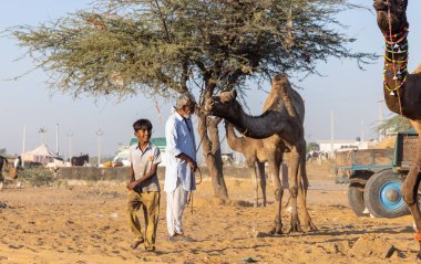 Pushkar, Rajasthan, India - November 2022: Camel at fair ground at Pushkar during fair for trading. 