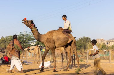 Pushkar, Rajasthan, India - November 2022: Camel at fair ground at Pushkar during fair for trading. 