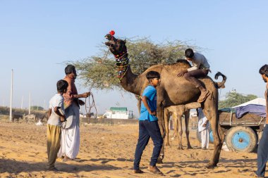Pushkar, Rajasthan, India - November 2022: Camel at fair ground at Pushkar during fair for trading. 