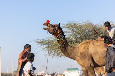 Pushkar, Rajasthan, India - November 2022: Camel at fair ground at Pushkar during fair for trading. 