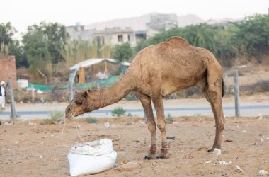 Pushkar, Rajasthan, India - November 2022: Camel at fair ground at Pushkar during fair for trading. 